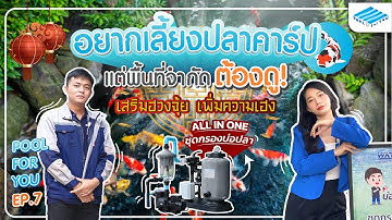 มีบ่อปลาคาร์ปเสริมฮวงจุ้ยง่ายๆ! พื้นที่จำกัดก็มีได้ ไม่ต้องมีบ่อกรองเสริม ! | Pool For You EP.7