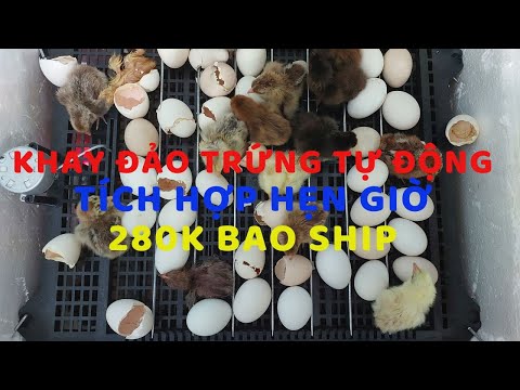 Video Khay đảo trứng tự động tích hợp hẹn giờ 2h đảo lần lần... - youtube