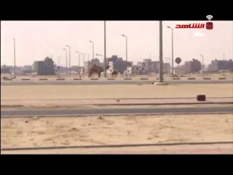 البعارين تنتشر في منطقه صباح الاحمد 