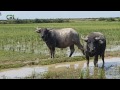 buffalo in cambodia,buffalo eating grass