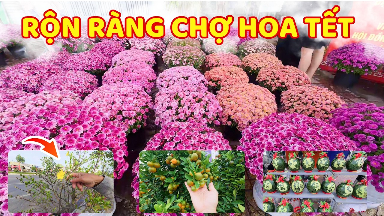 🌸 Chợ Hoa Tết Phan Thiết Rực Rỡ Sắc Xuân – Mai Vàng, Đào Hồng Khoe Sắc Đón Năm Mới ❤️