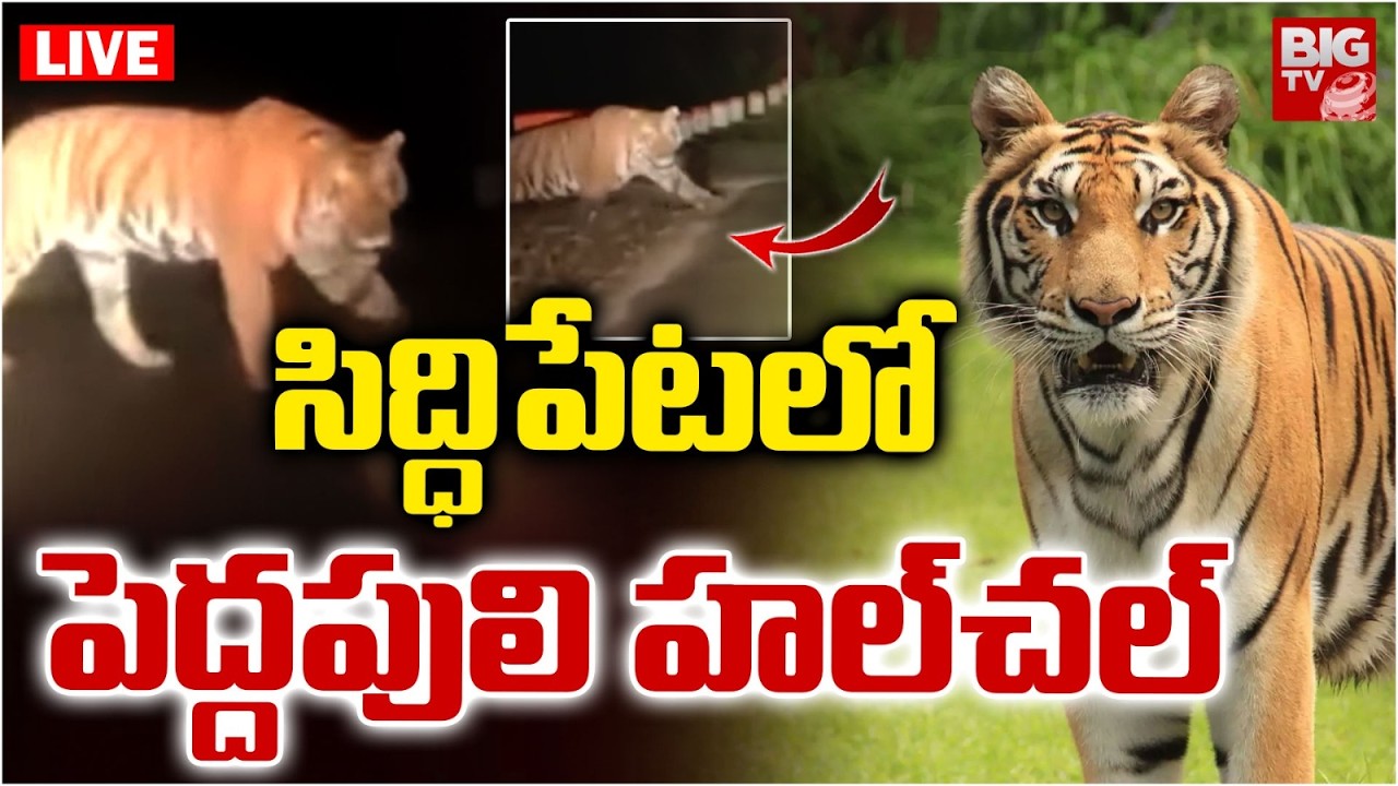 సిద్ధిపేటలో పెద్దపులి హల్‌చల్‌ LIVE | Tiger Hulchal In Siddipet District | Telangana | BIG TV