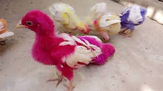Rainbow Color Beautiful Full Baby Chicks for Kids in Small Murgi