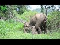 Injured elephant gets multiple injections from vet doctors (part 01)