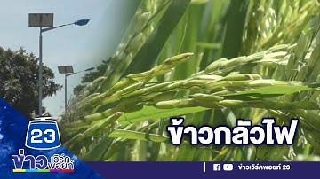 ชาวนาวอน ขอคลุมไฟริมทาง สว่างเกินทำข้าวไม่ออกรวง | บรรจงชงข่าว 24 พ.ย. 63