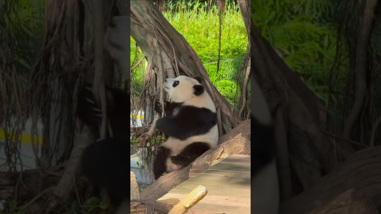 The panda fails to sit steady, slips down the log—clumsy and adorable! 