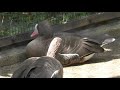 カリガネ (井の頭自然文化園) 2018年9月9日 の動画、YouTube動画。