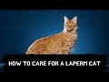 How to care for a Laperm cat Updated 2021 の動画、YouTube動画。