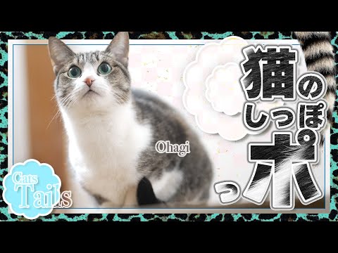 猫のしっぽっポ