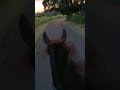 Por más atardeceres como este a caballo #elcaballoyelcaballista