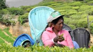 HFSL2016 12 Tea pickers