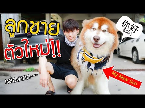 Lần đầu tiên mua một con chó khổng lồ !!  | EP.53