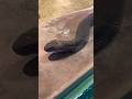 Tham quan trung tâm nghiên cứu rắn độc Hoàng Gia Thái Lan - Snake Farm #shorts #snakes #thailand