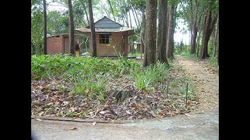 THẦN THÔNG - TỨ NHƯ Ý TÚC -  A La Hán THÍCH THÔNG LẠC Việt Nam [Phật Pháp Nhiệm Màu]