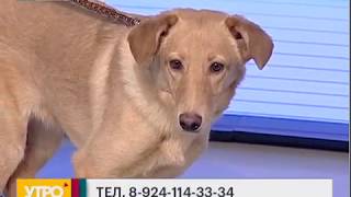 Поиск пропавших животных. Утро с Губернией. 16/01/2017. GuberniaTV Поиск пропавших животных. Утро с Губернией. 16/01/2017. GuberniaTV