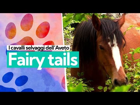 Video: Specie di cavalli: la diversità della fauna terrestre