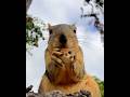 1 minute brunch with GG the Squirrel #animals #eating #relaxing #nature #asmr #beautiful #wildlife