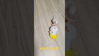 왕관앵무 인형 장난감가지고 놀기#사랑앵무 #앵무새 #앵집사