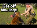 When Dumb Cops Can't Control Their K9, It Doesn't End Well..