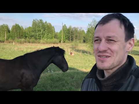 Видео: Лошади холодных и горячих пород - Миопатия с накоплением полисахаридов у лошадей - Ежедневный ветеринар