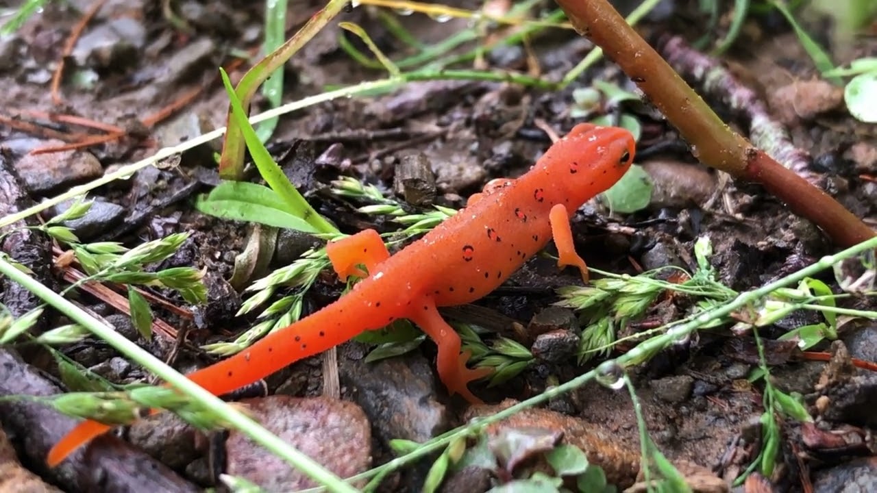 Orange salamander Red-spotted newt in Early Summer