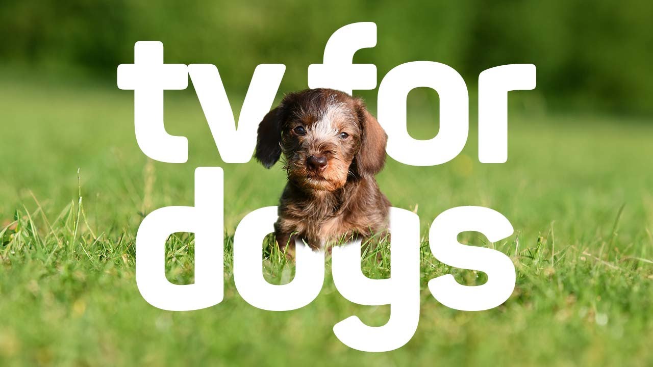 TV For Dogs 20 Hour Entertainment Video For Dogs! YouTube