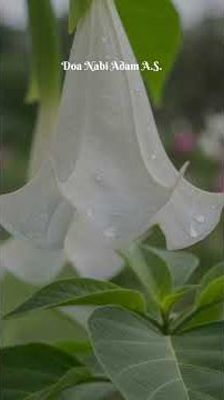 Doa yang Membuka Pintu Ampunan Allah SWT #shorts #doa #doaampunan #doaseharihari #dailyroutine