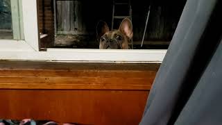 Peeping Tom by kingtownfrenchies 33 views 2 years ago 13 seconds