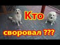 Кто своровал ???