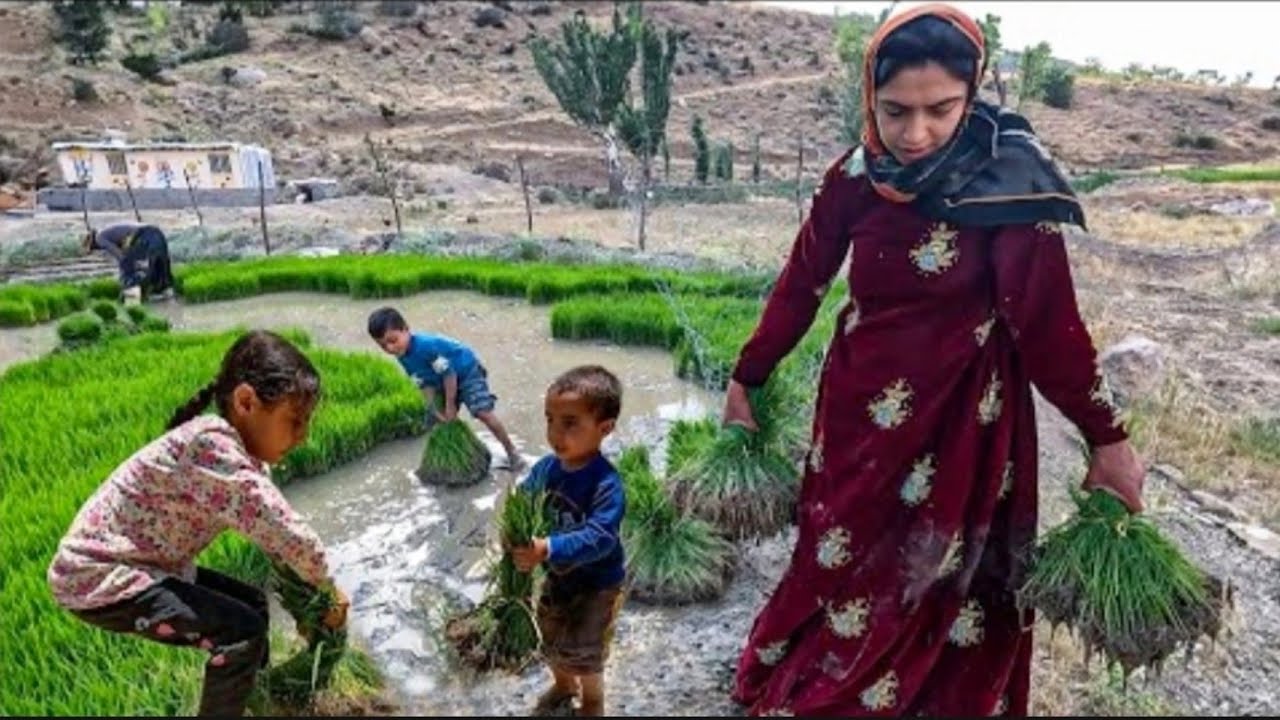 Single mom-Rice Planting Day: She and Her Children Celebrate ...
