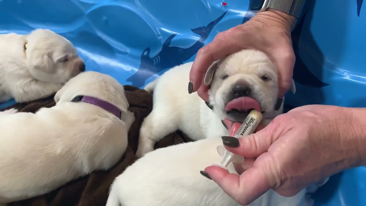 PUCKER UP! Baby Labrador Puppies Celebrate 2 Week Birthday with "Banana