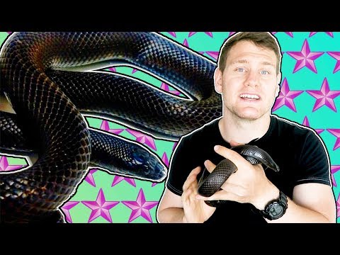 Video: Kingsnake Reptile Plemeno Hypoalergenní, Zdraví A životnost