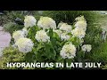 17 Kinds of Hydrangeas