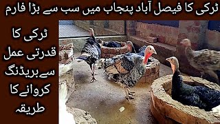 Natural Breeding Process of Turkey bird|| Largest Turkey Farm In Faisalabad Punjab