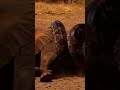 Life 3.8 Million Years Ago | Titanoboa and Early Human Surviva