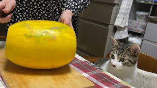 送り盆の夜はお供え物が夜ごはん。猫も引くらしい。