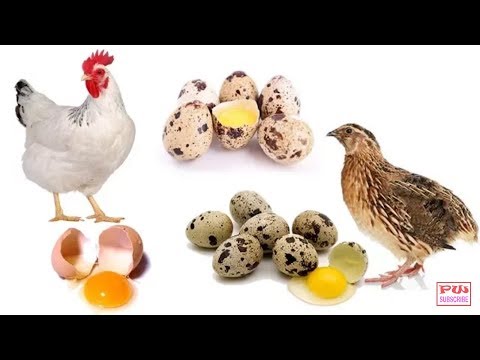 فيديو: الدجاج والسمان والبط - بيض مختلف