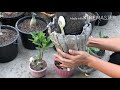 How to root train your adenium? (octopus root)