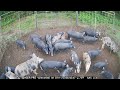 Over 160 hogs caught ultimate hog trap gate drop compilation