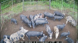 Over 160 Hogs Caught! Ultimate Hog Trap Gate Drop Compilation