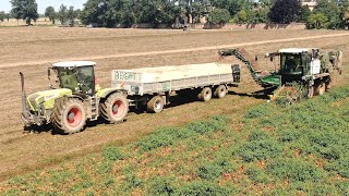 MTS-Sandei THR850 - TH500 | Claas Xerion 3800 | John Deere 8310 - 1640 | Raccolta pomodori
