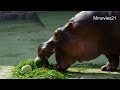 カバにどうぶつ敬老の日の特別メニュー~Hippopotamus