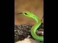 Africa’s Hidden Danger snake#Boomslang #DangerousSnake #SnakeFacts #VenomousSnake #Wildlife #facts