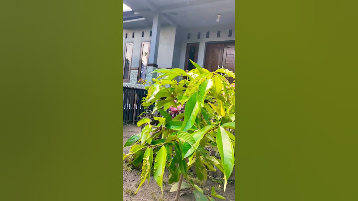 Halaman rumah yang mulai terlihat hijau#shorts