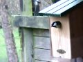 birdcam2_2010-04-04_08-04-07.avi