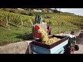 Wine harvest 2017 chteau de mont mont sur rolle switzerland