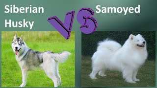 Siberian Husky VS Samoyed - Breed Comparison - Samoyed and Siberian Husky Differences by BreedBattle 588 views 2 years ago 5 minutes, 54 seconds