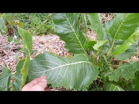 Video: Beheersing van mierikswortel: tips om van mierikswortelplanten af te komen