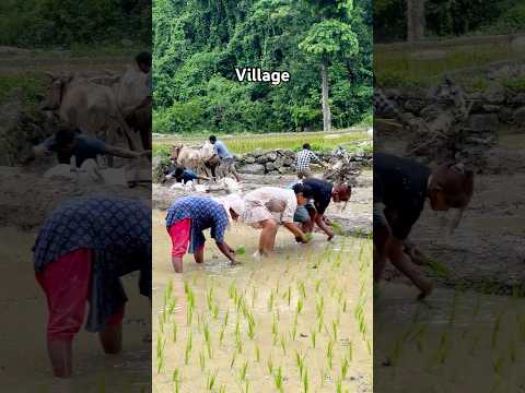 Gaule Vibes | Rural Village Life of Nepal🥰❤️🇳🇵@Gauledance143 ​⁠@Localvale143#trending #viralvideo