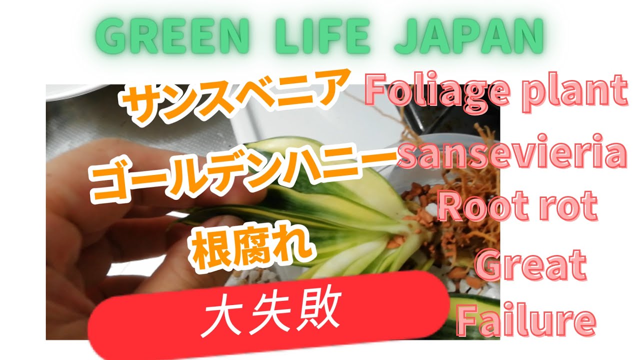 サンスベリア ゴールデンハニー 根腐れ 大失敗 Root Rot 観葉植物 Foliageplant サンスベリア Sansevieria ゴールデンハニー Goldenhoney Youtube サンスベリア ゴールデンハニー 根腐れ 大失敗 Root Rot 観葉植物 Foliageplant サンスベリア Sansevieria ゴールデンハニー Goldenhoney Youtube